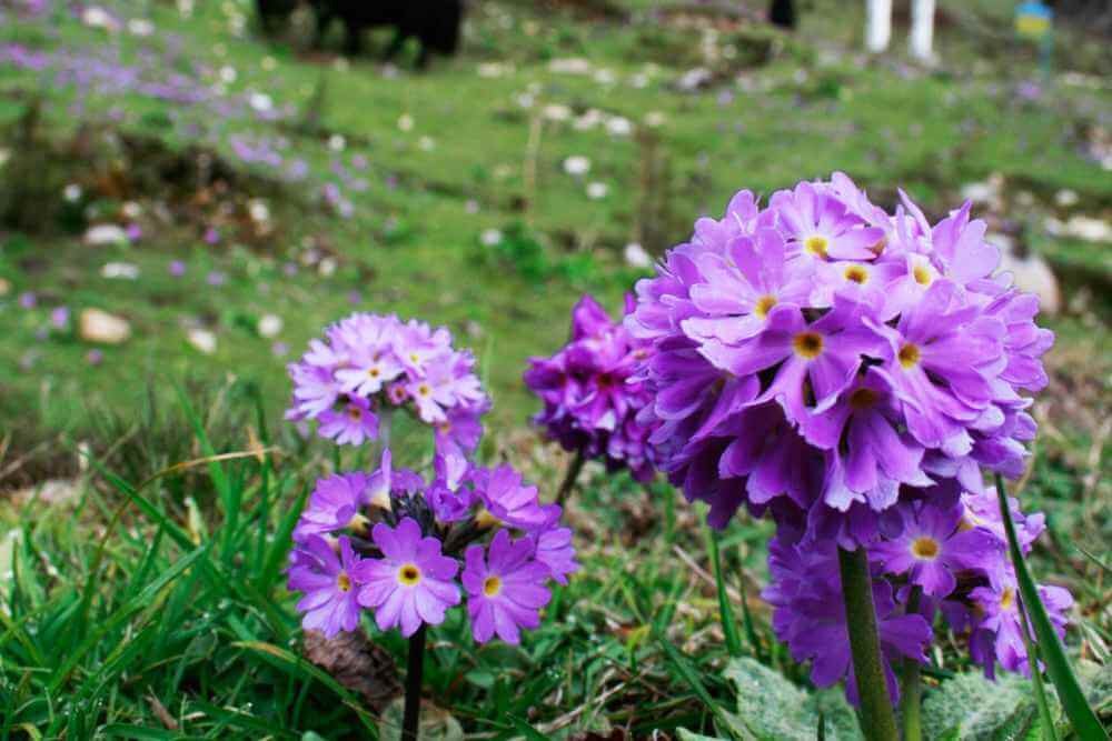 Yumthang Valley in Sikkim flower